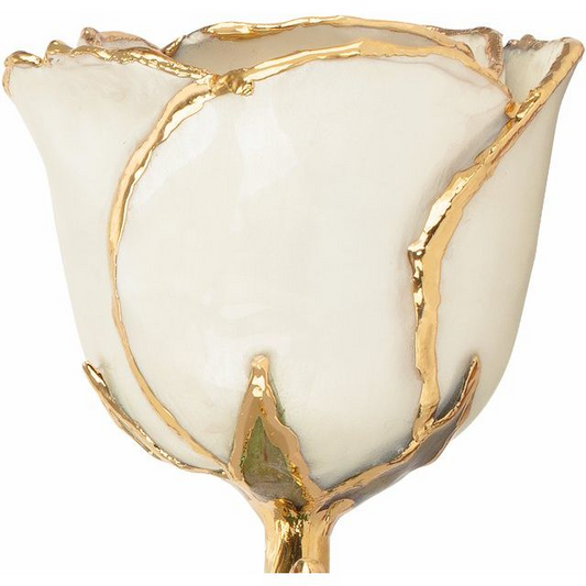 24K Gold Plated Lacquered Pearl-Colored Rose with Gold Trim