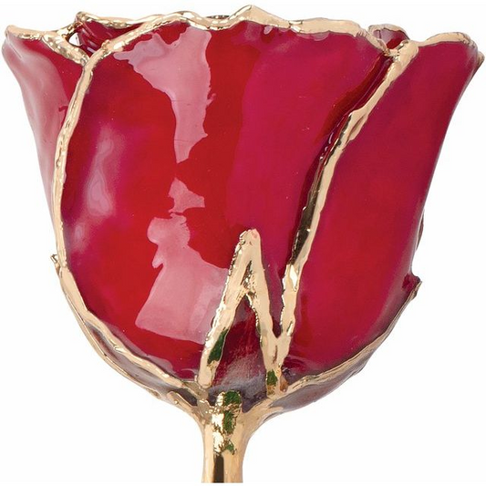 24K Gold Plated Lacquered Ruby Colored Rose with Gold Trim