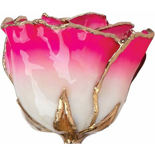 24K Gold Plated Lacquered Cream & Magenta Ombre Rose with Go